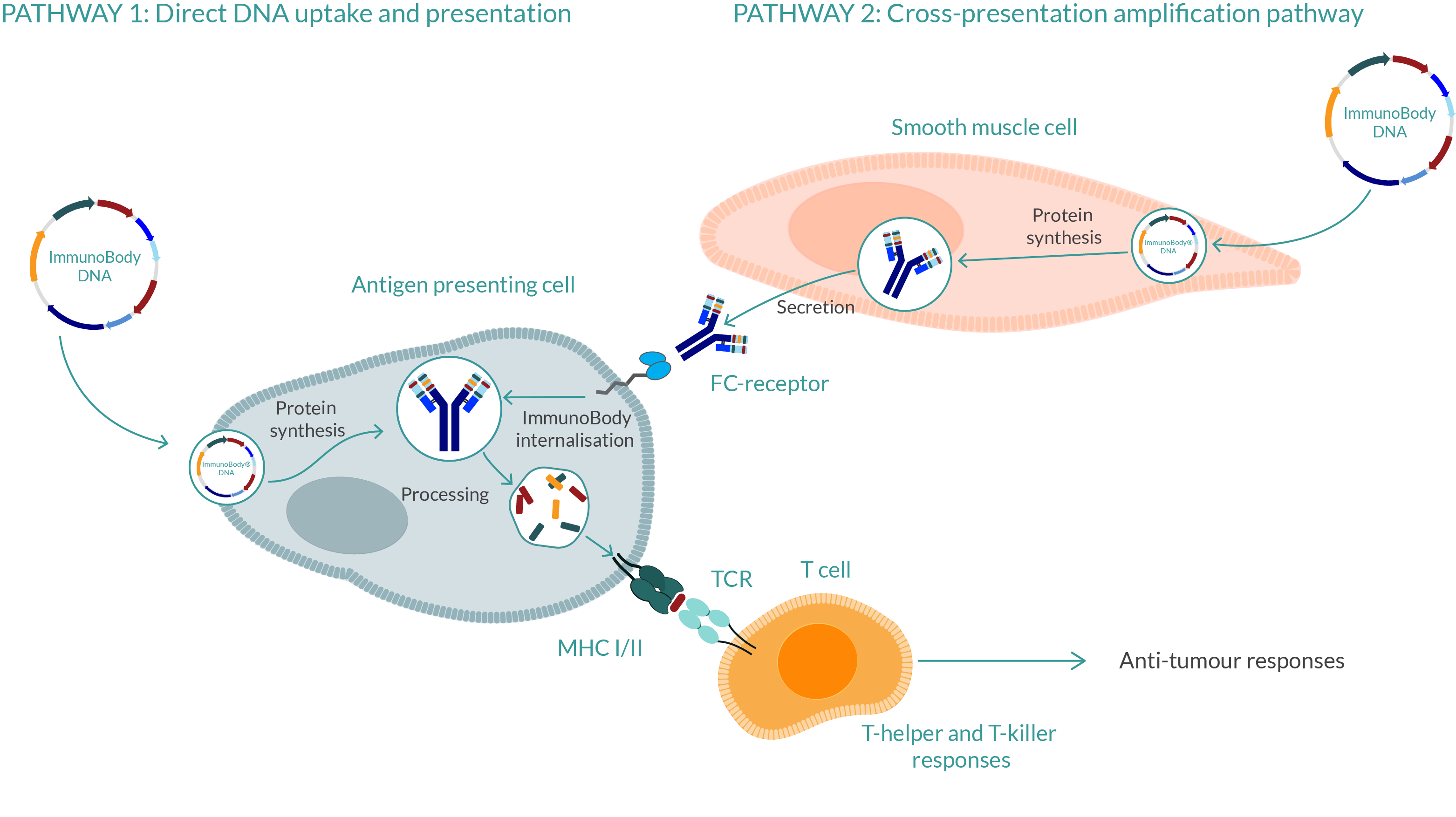 Immunobody Scancell