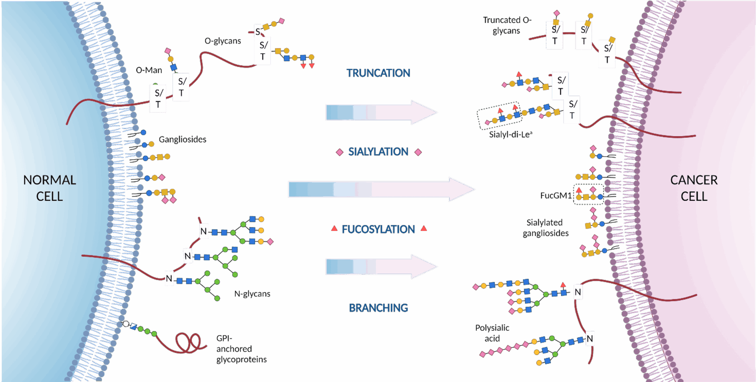 Glymabs-diagram-2-v2
